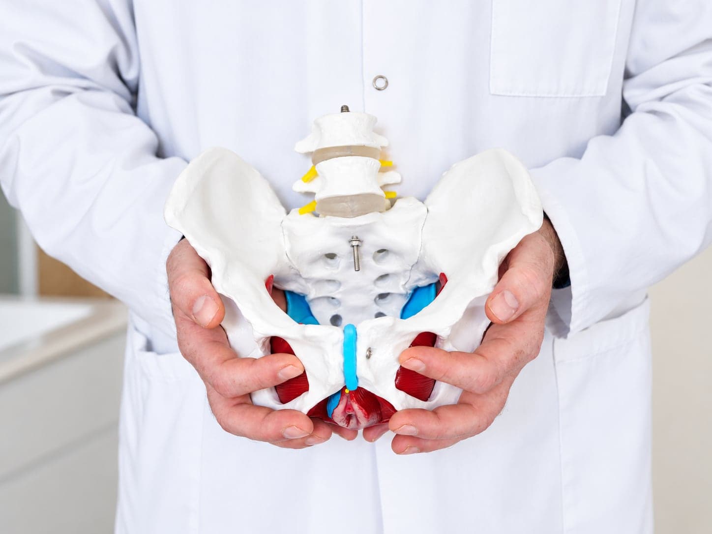 A doctor holding a model of the pelvis with the pelvic floor muscles